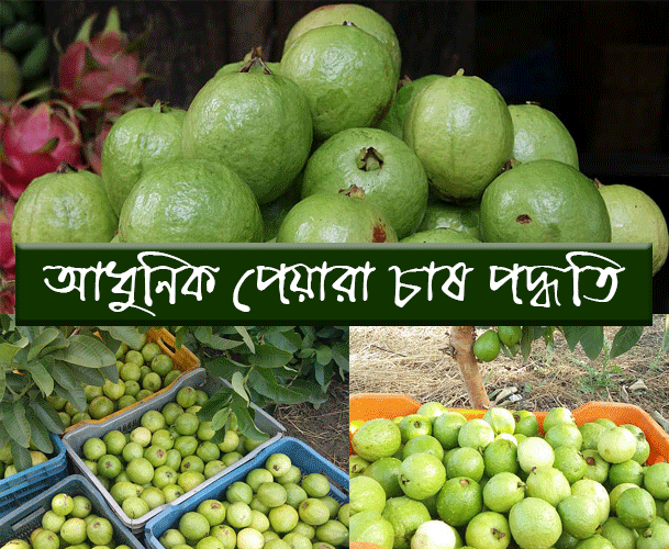 পেয়ারা চাষ পদ্ধতি