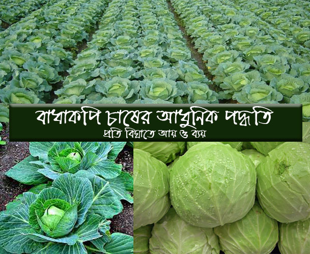 বাঁধাকপি চাষ